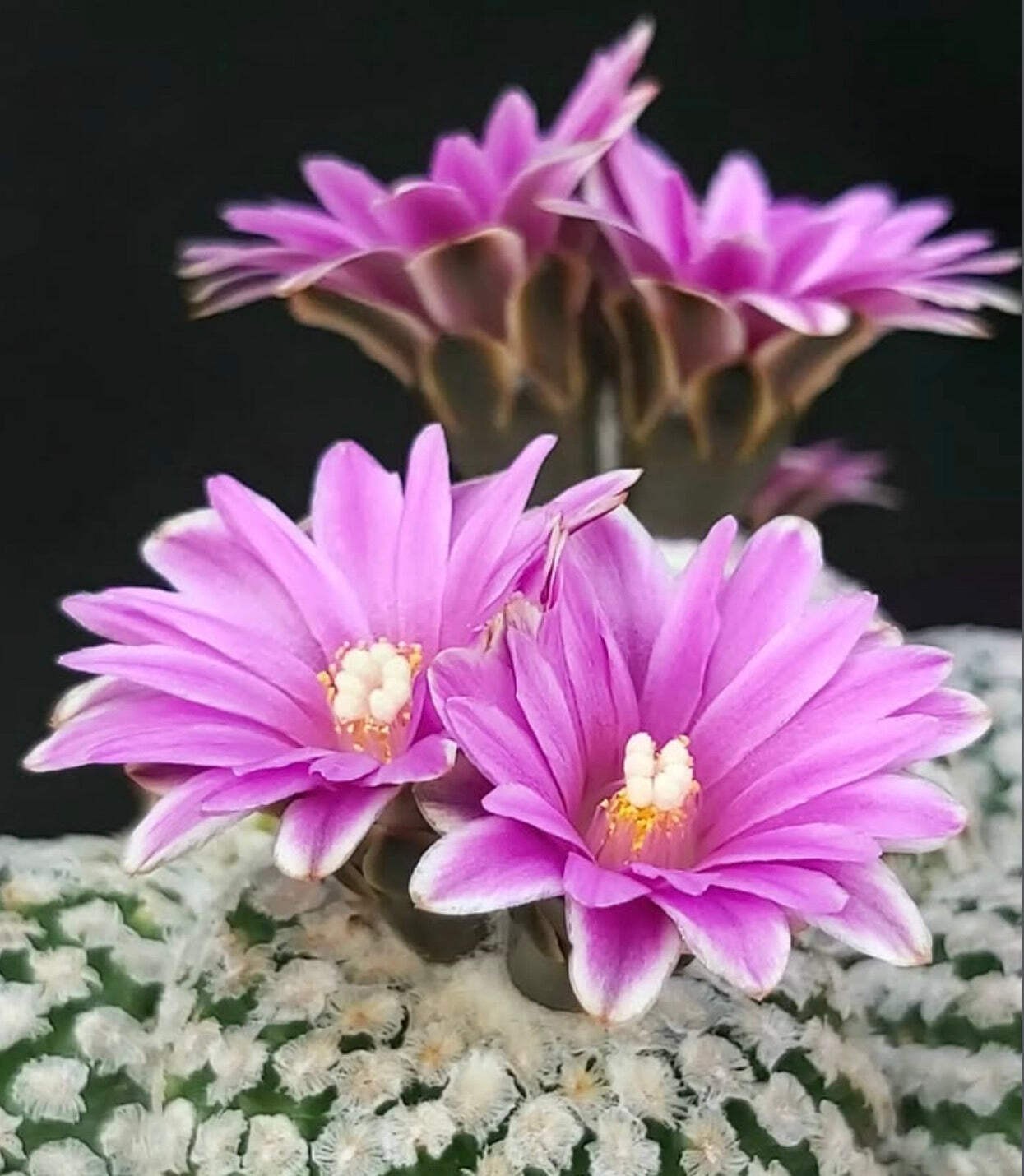 Pelecyphora valdeziana (Sierra Paila) 10 SEEDS – Peyote button | Peyote cactus