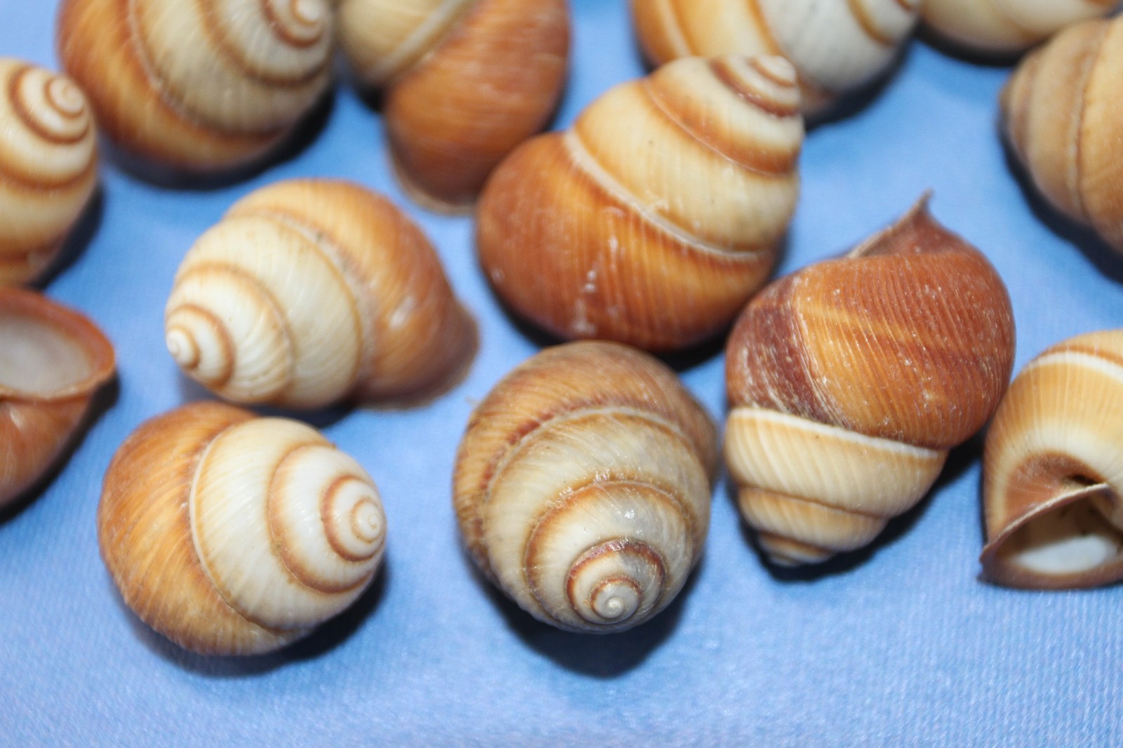 25-BROWN LAND SNAILS,Resin Crafts,Wreath Supply,mosaic supply,gifts SS-588