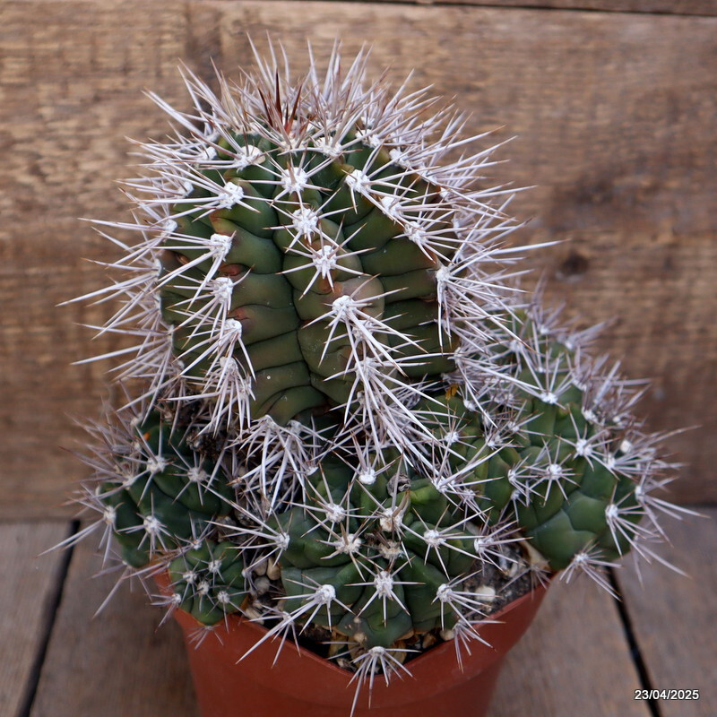 M91 GYMNOCALYCIUM PAEDIOPHILUM VERY OLD pot14-H18-W19 cm MaMa Cactus