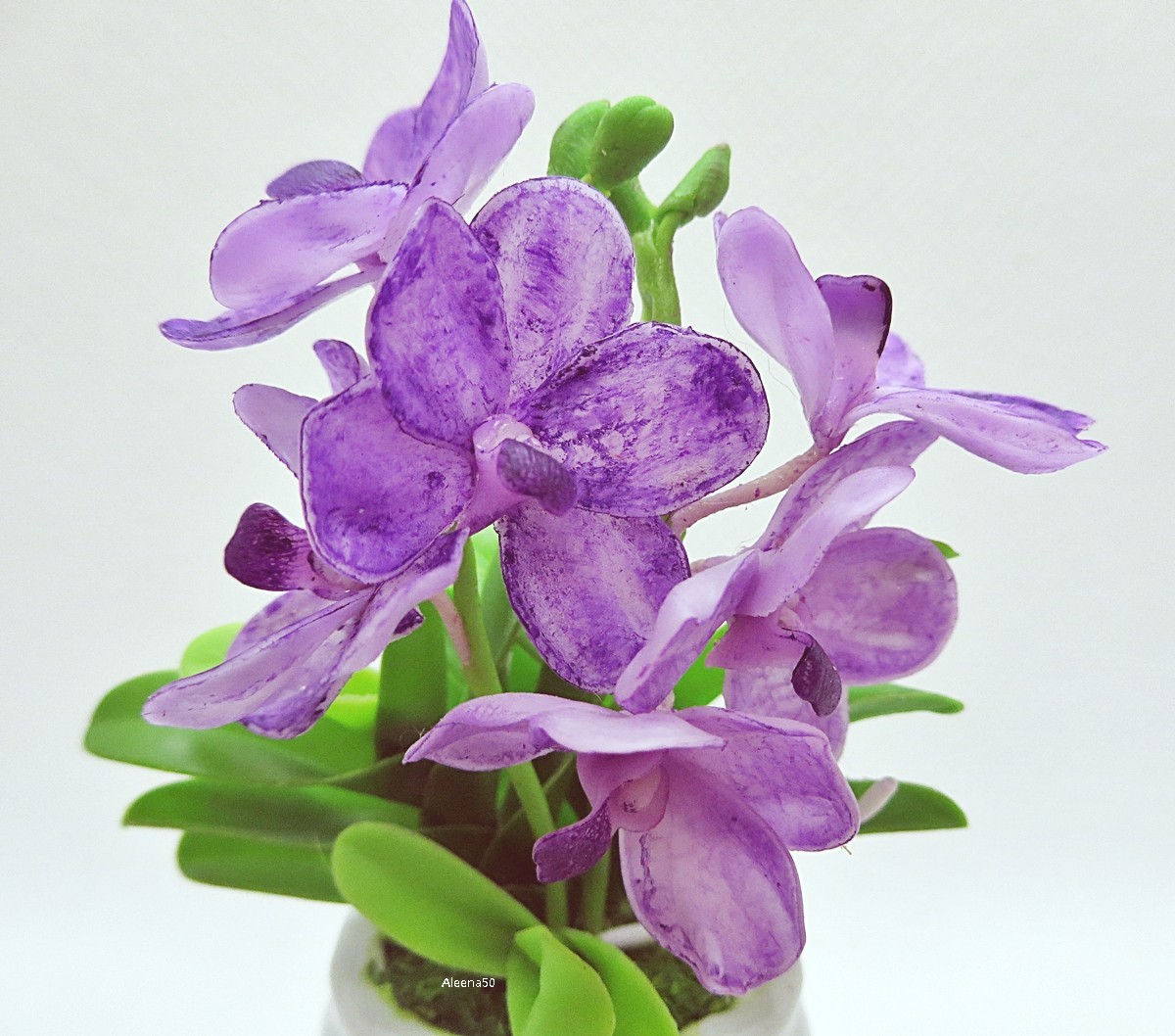 US Stock 3.5″H Variation Hand-Clay-Crafted Miniature Vanda Orchid in Ceramic Pot