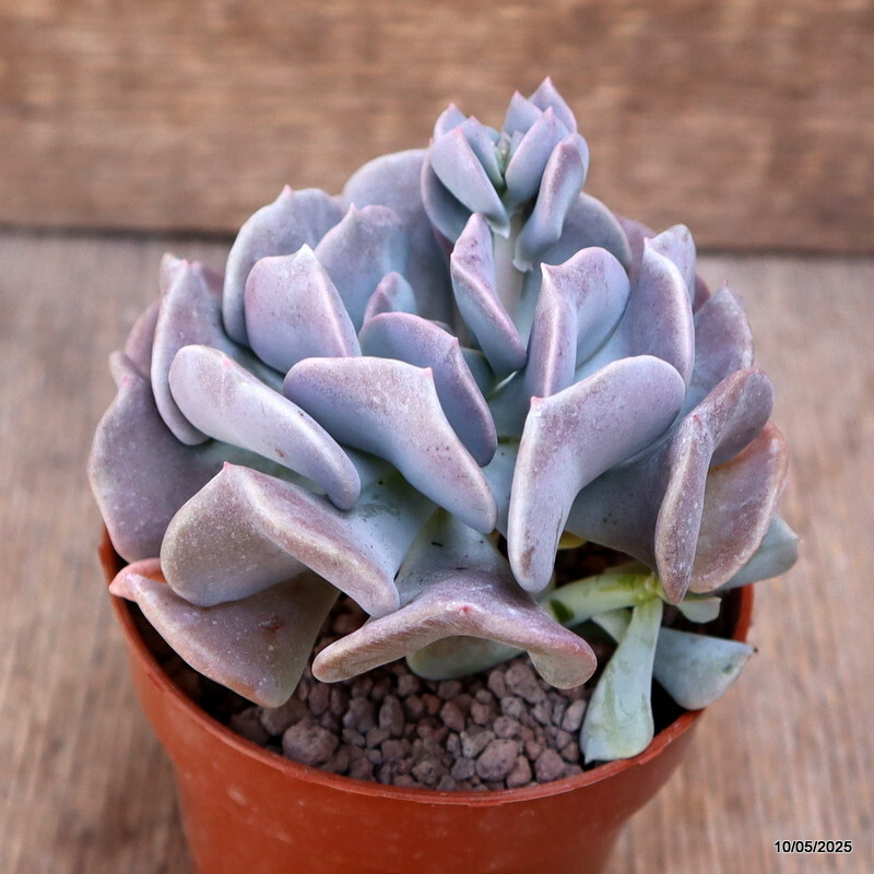 D3988 ECHEVERIA RUNYONII “TOPSY TURVY” pot8,5-H8-W9 cm MaMa Cactus