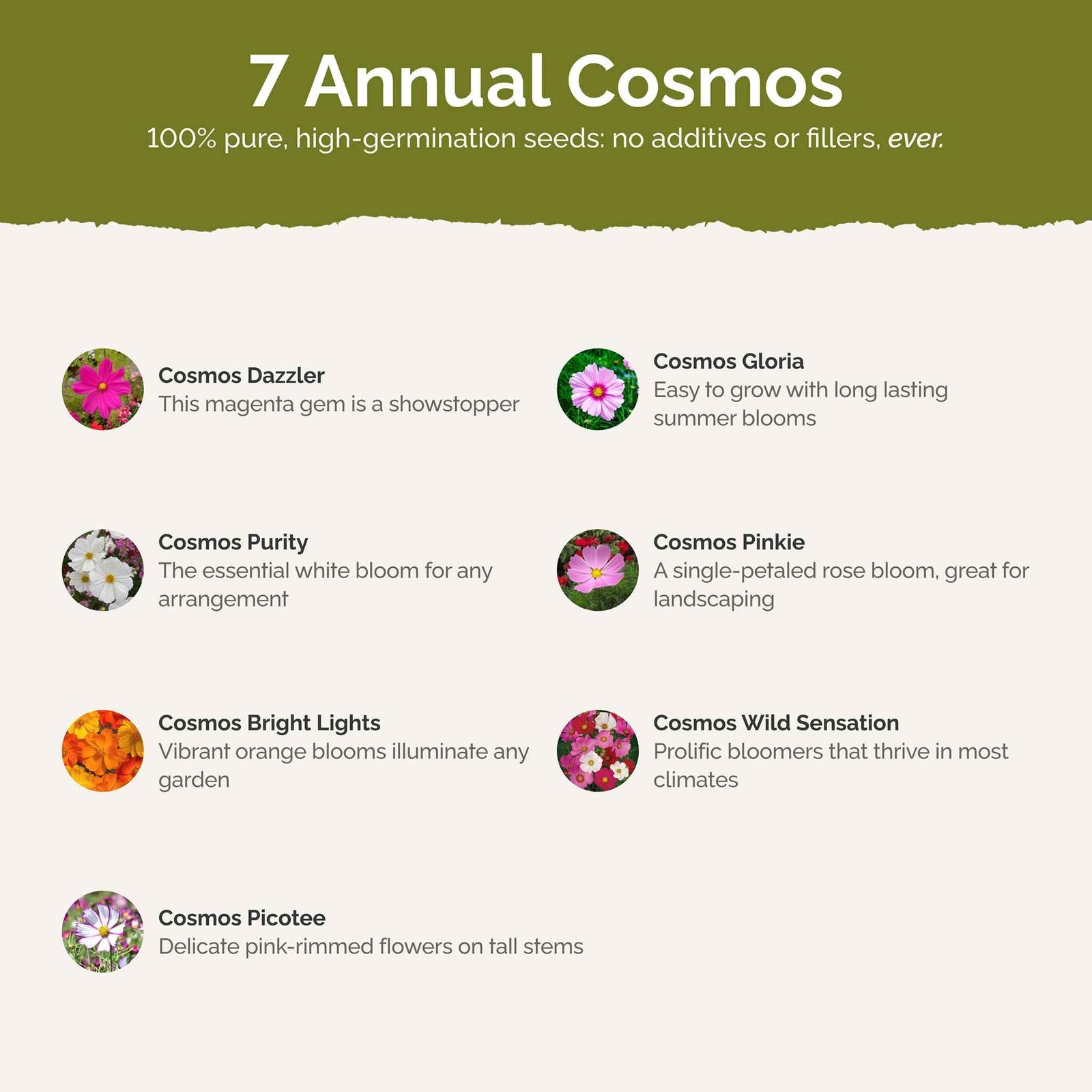 Crazy for Cosmos Flower Mixed Seeds for Planting, 1/4 lb, 120,000+ Seeds with…
