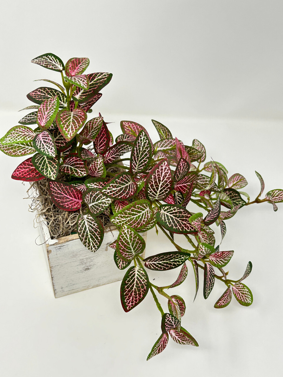 10″ tall Artificial PINK FITTONIA NERVE Silk plant potted, White-washed wooden b