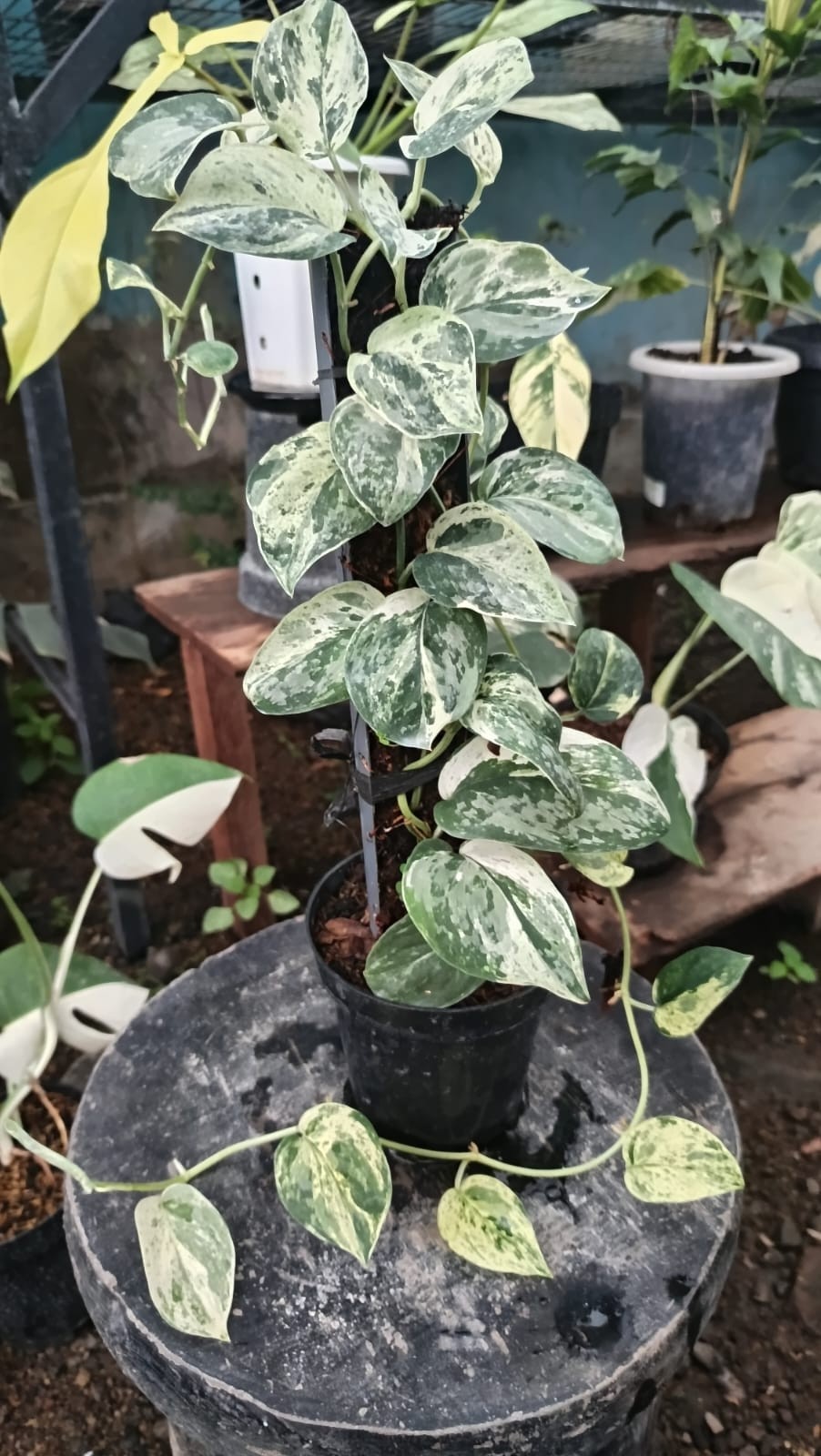 Real Pict Scindapsus Exotica Marble No Id Mutation Variegated Large Size