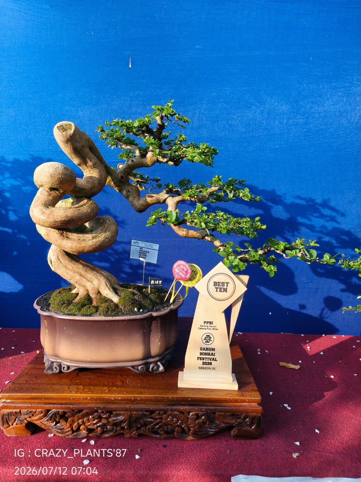REAL PICT – Premna Microphylla Bonsai Tree – Big Size -RARE EXCLUSIVE EXHIBITION