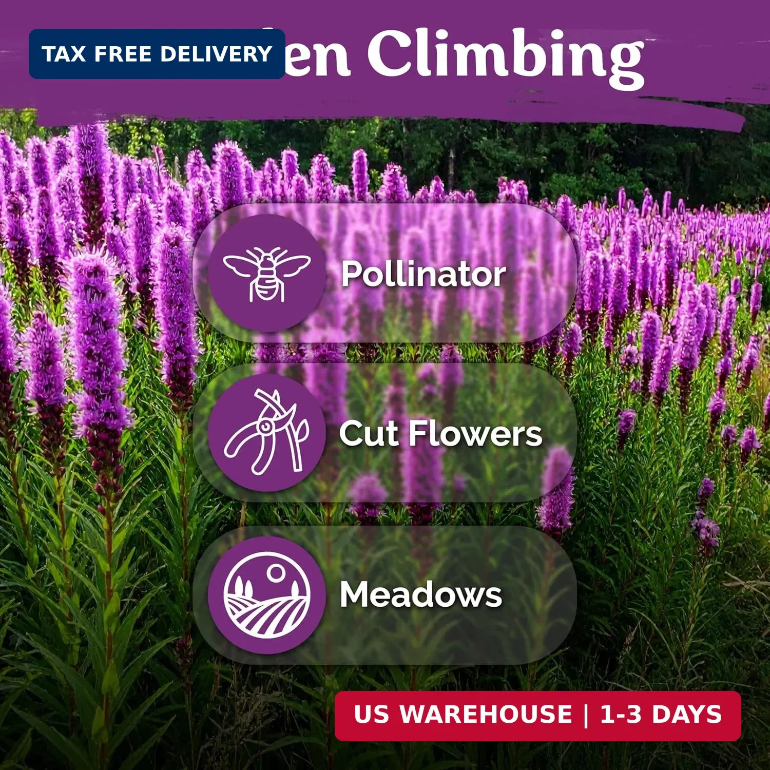 KVITER 600 Marsh Blazing Star Seeds for Planting (Liatris Spicata) – Gayfeather