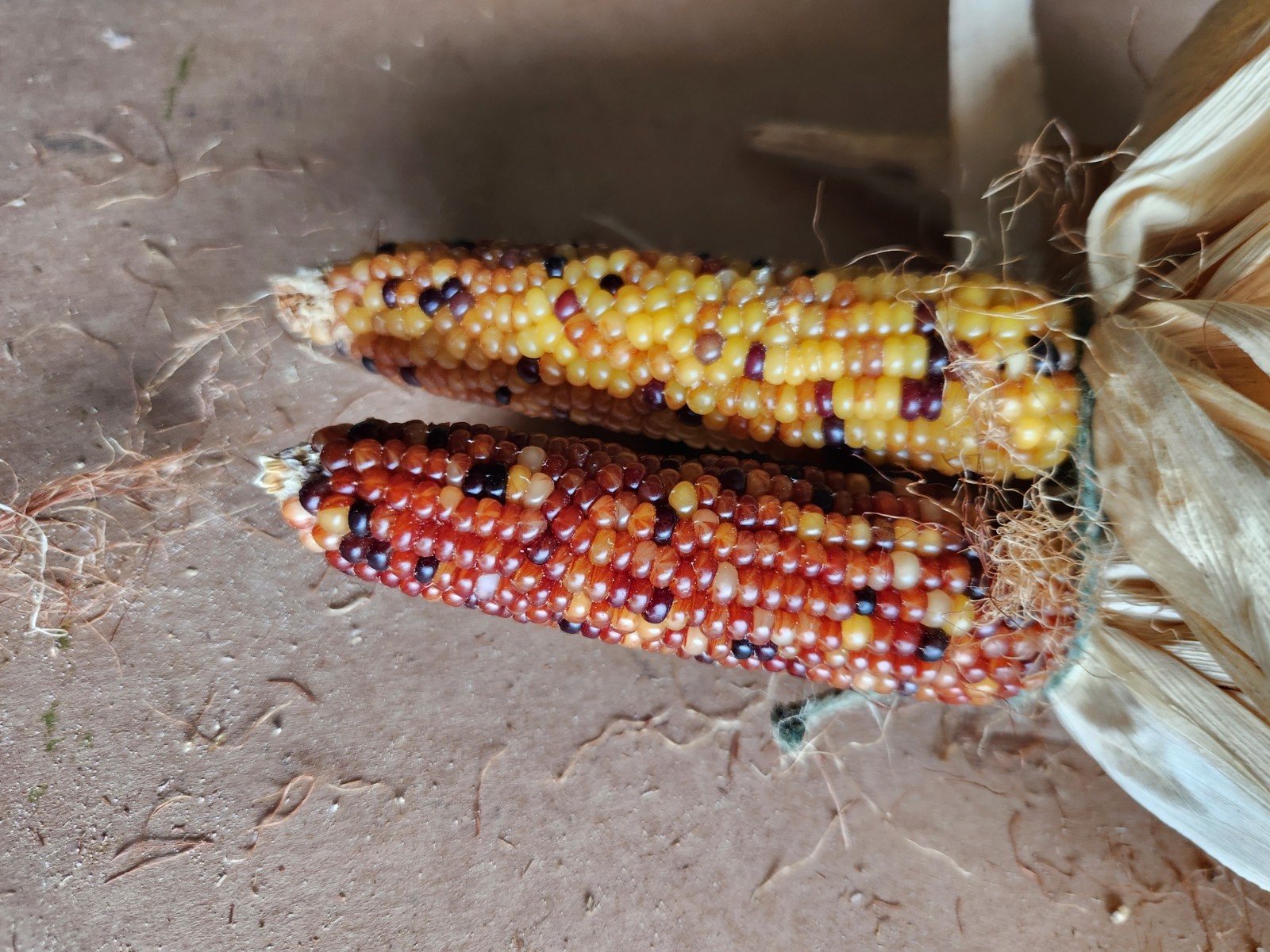 Mini Indian Corn, Approx 5″ Long – Thanksgiving, Fall, Decor, Small #5