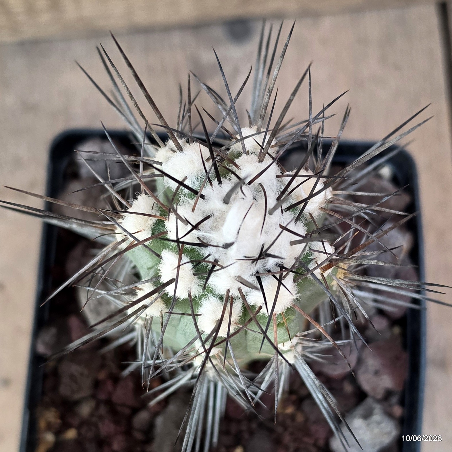 D3215 COPIAPOA BRIDGESII pot12-H7-W4,5 cm MaMa Cactus