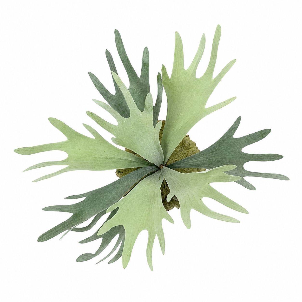 Artificial Staghorn Fern Faux Fern Wall Decor Mounted Fern Tropical Greenery Coa
