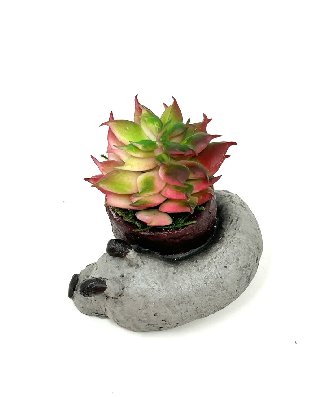 2.5″ Potted Baby SLEEPING DOG Blob House Mini pot WITH faux Red-Green Succulent