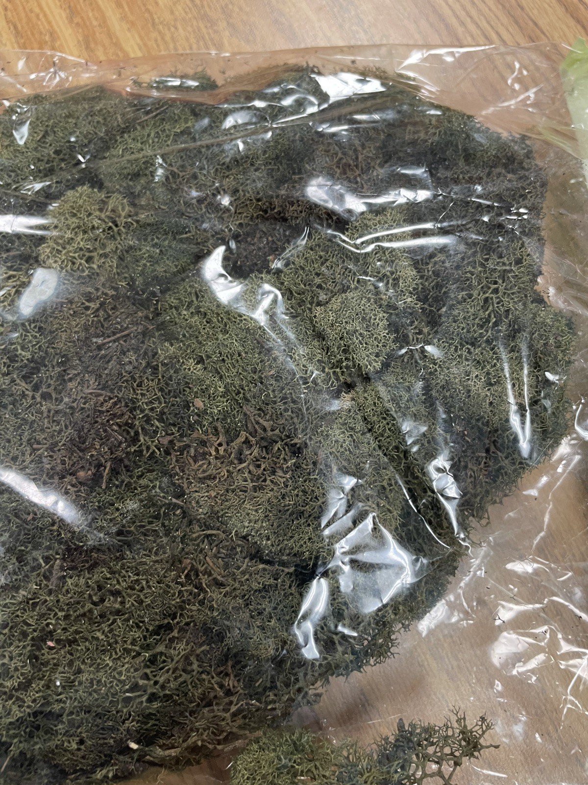 PRESERVED NATURAL REINDEER MOSS GREEN FOR CRAFTS VILLAGES & RAILROAD DISPLAYS