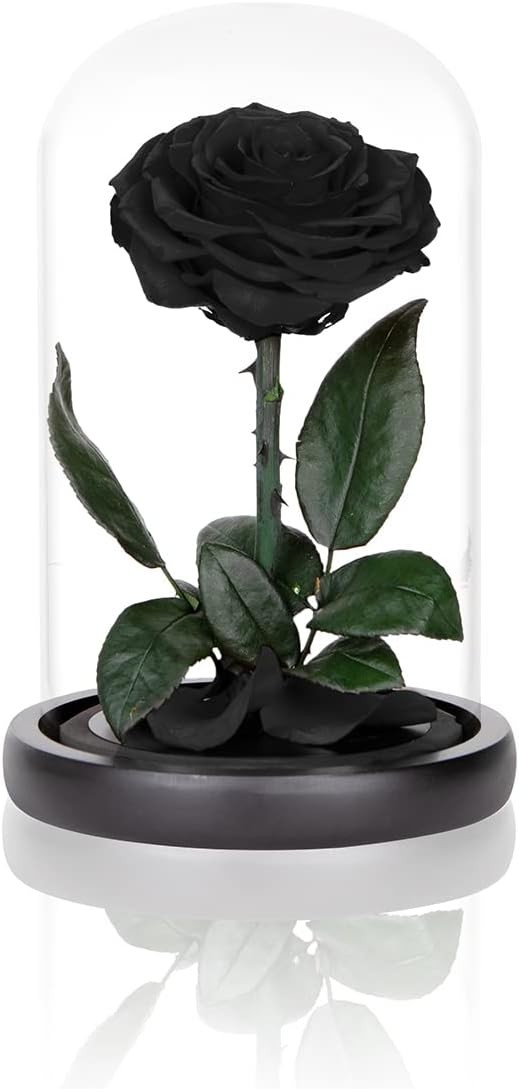 Preserved Roses Black in Glass Dome, Medium, Real Rose