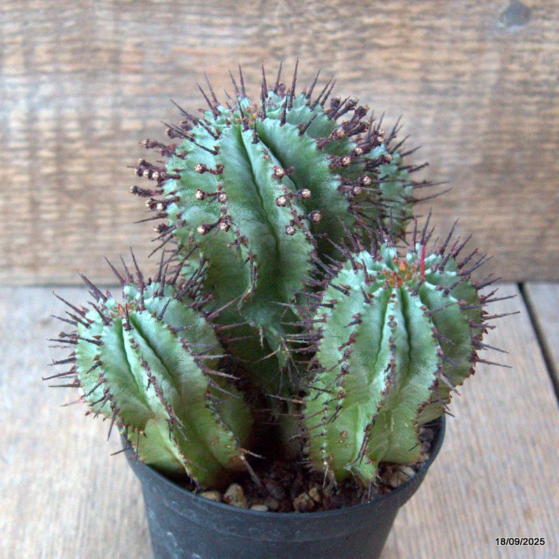 D6499 EUPHORBIA HORRIDA pot10-H13-W14 cm MaMa Cactus