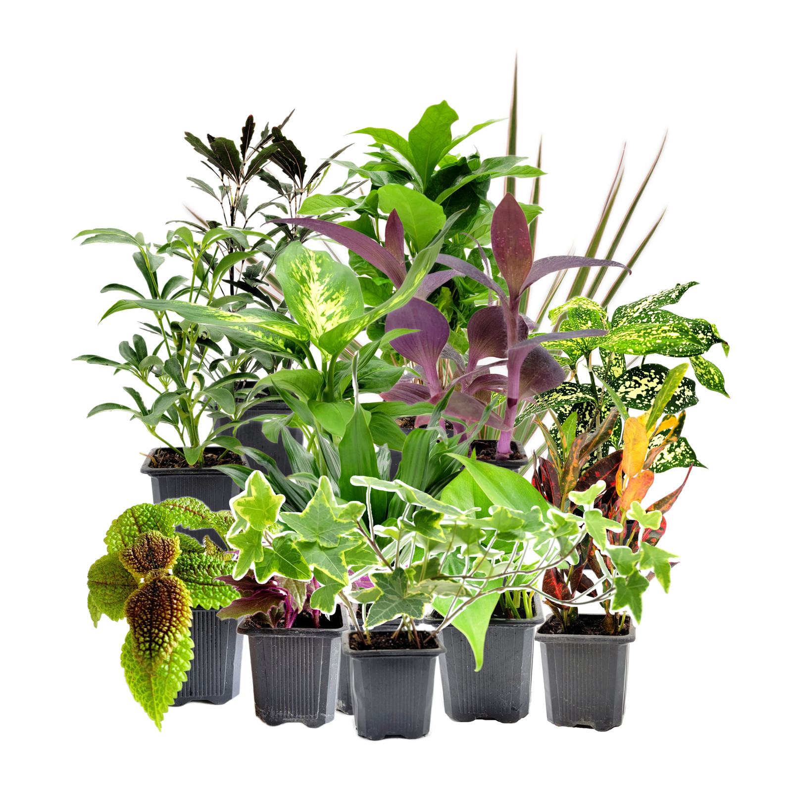 4PK 3”-Pot Live Plant Collection, No Duplicates for up to Four Packs (16 Plants)