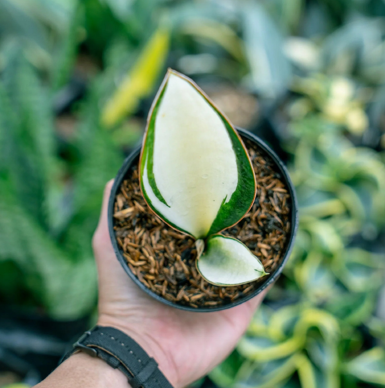 Sansevieria Masoniana Mediopicta Rare Unique Snake Plant