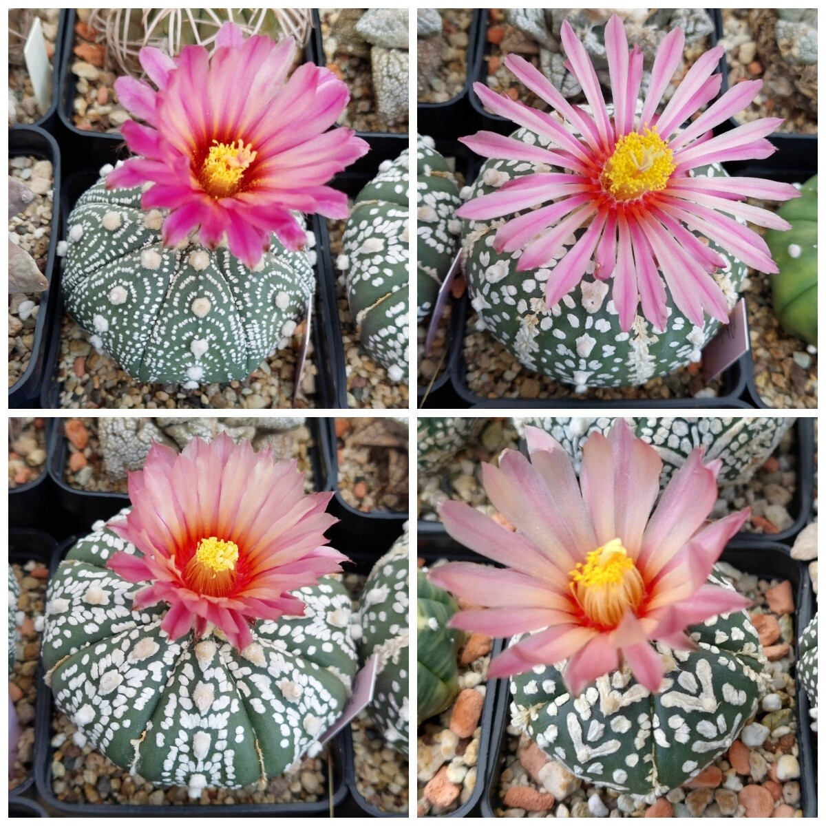 Astrophytum asterias ‘Super Kabuto Akabana’ 10seeds harvest 2025