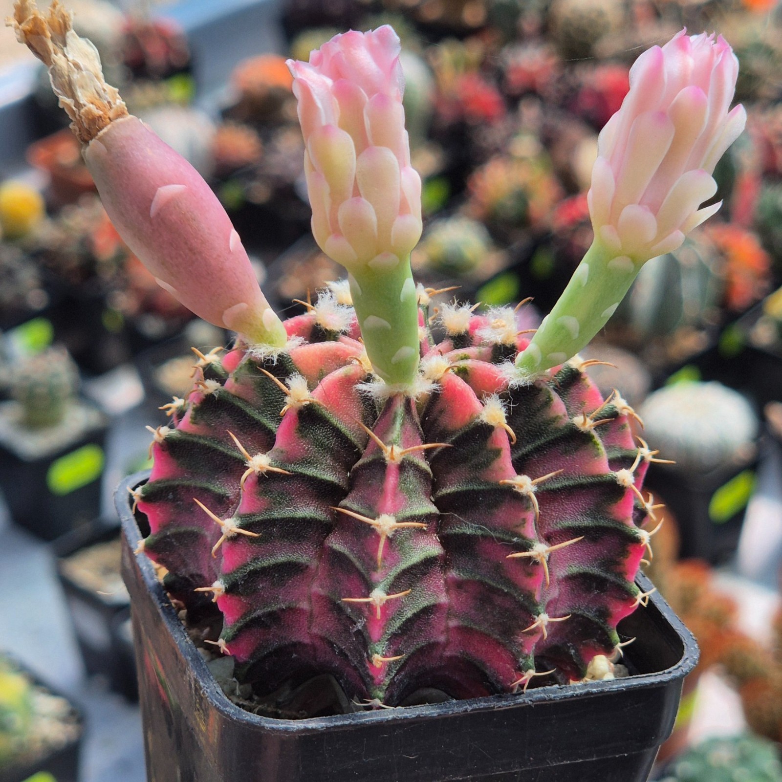 Gymnocalycium friedrichii LB f.variegata VVG2 20seeds harvest 2025