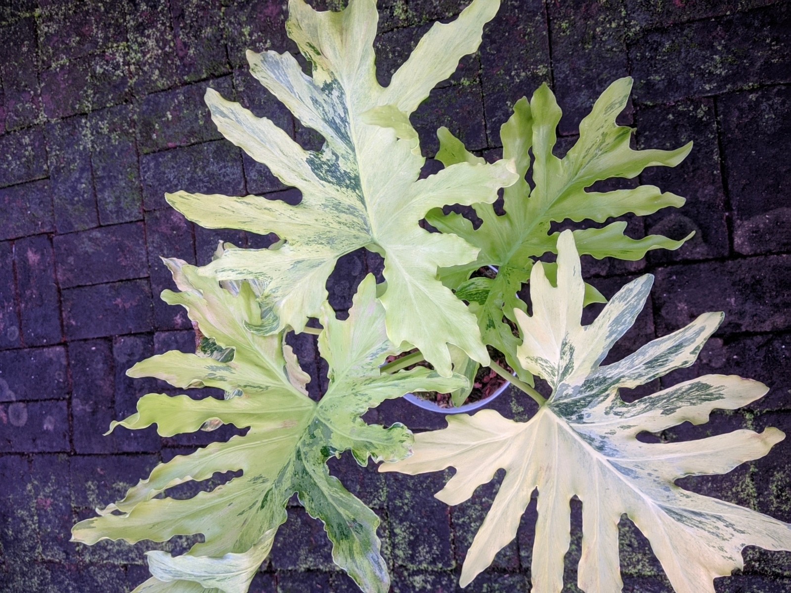 Thaumatopillum Dragon Fire Variegated Real Picture Large Size Free Phito