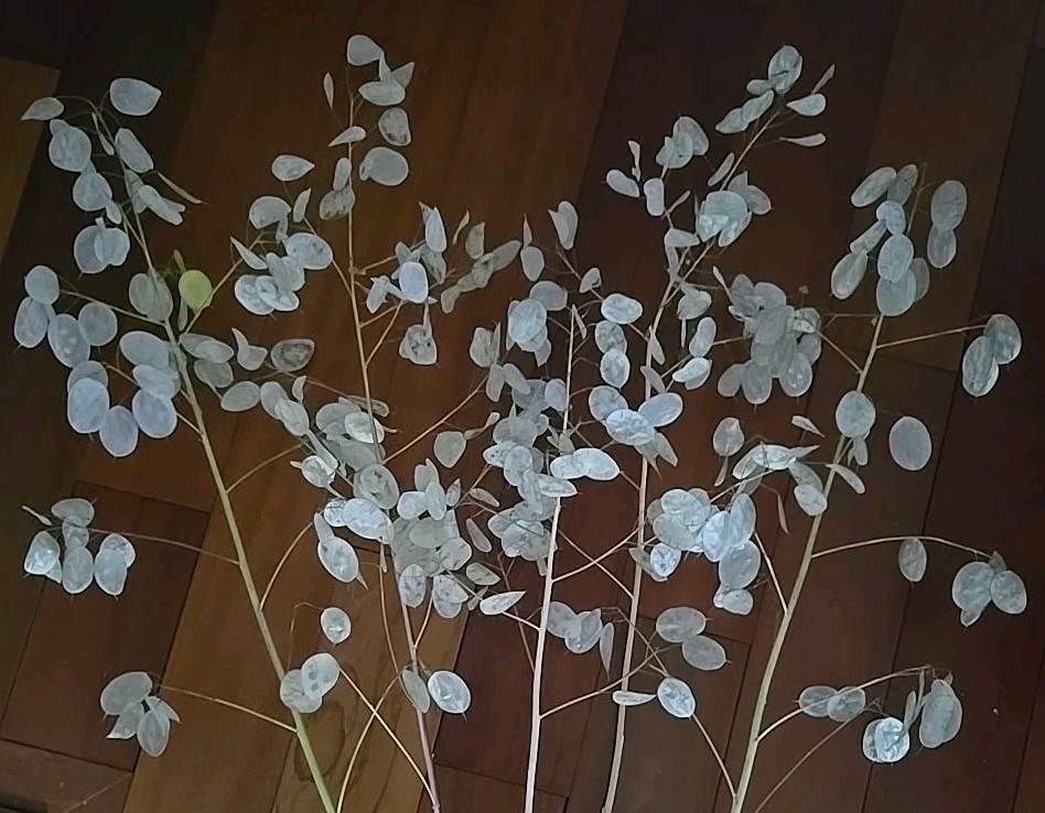 Dried Lunaria Moonwort Honesty Silver Dollar Plant Stems, 30-40″ Tall! PU only