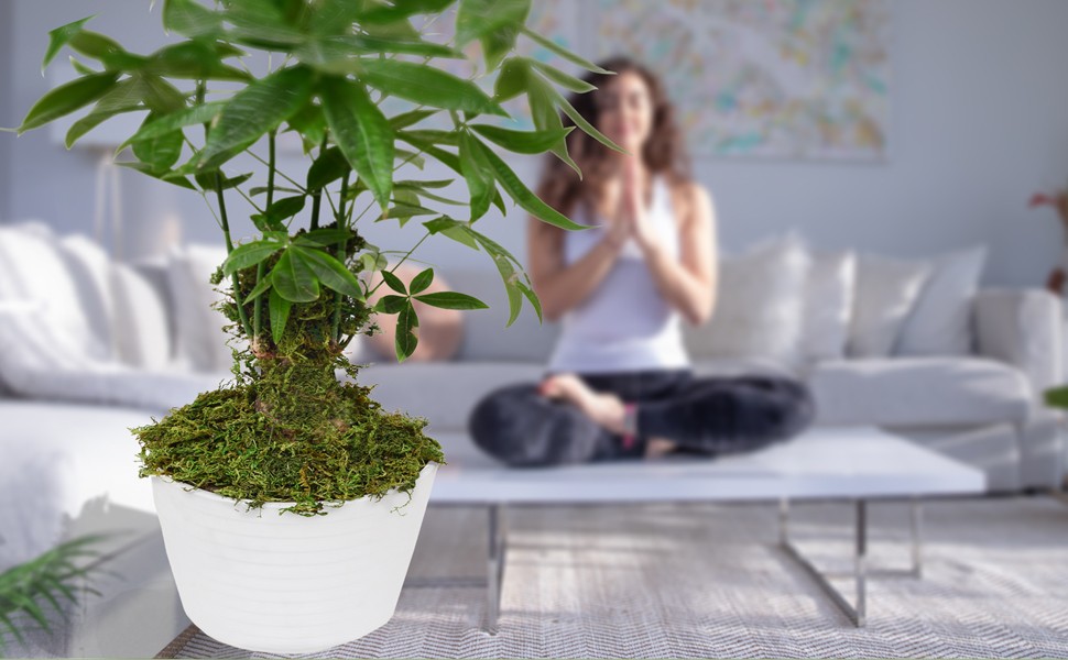 Fake Moss Artificial Moss for Potted Plants Greenery Moss(4OZ) Home Decor Fairy