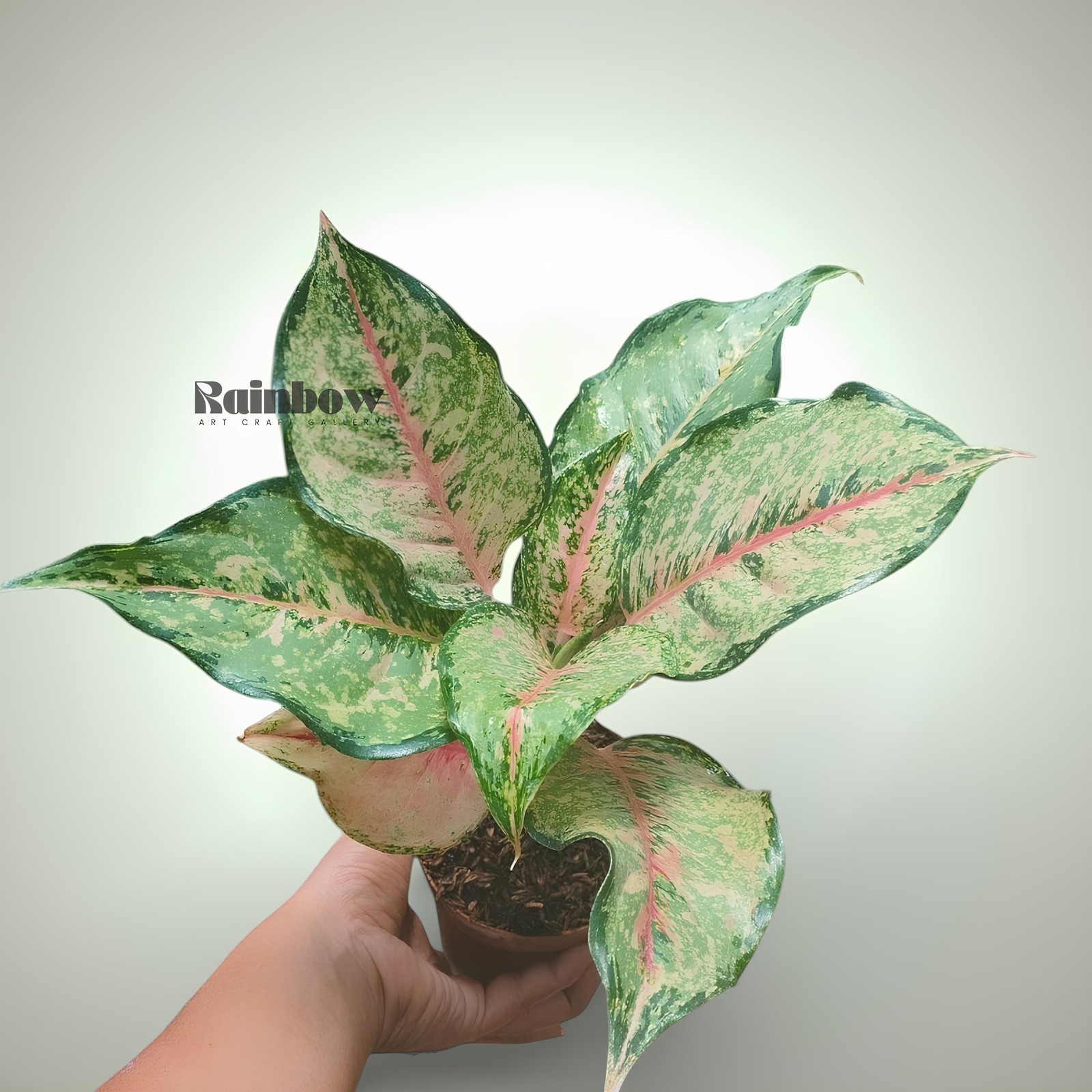 Aglaonema Horizon Beatiful Ornamental Plant