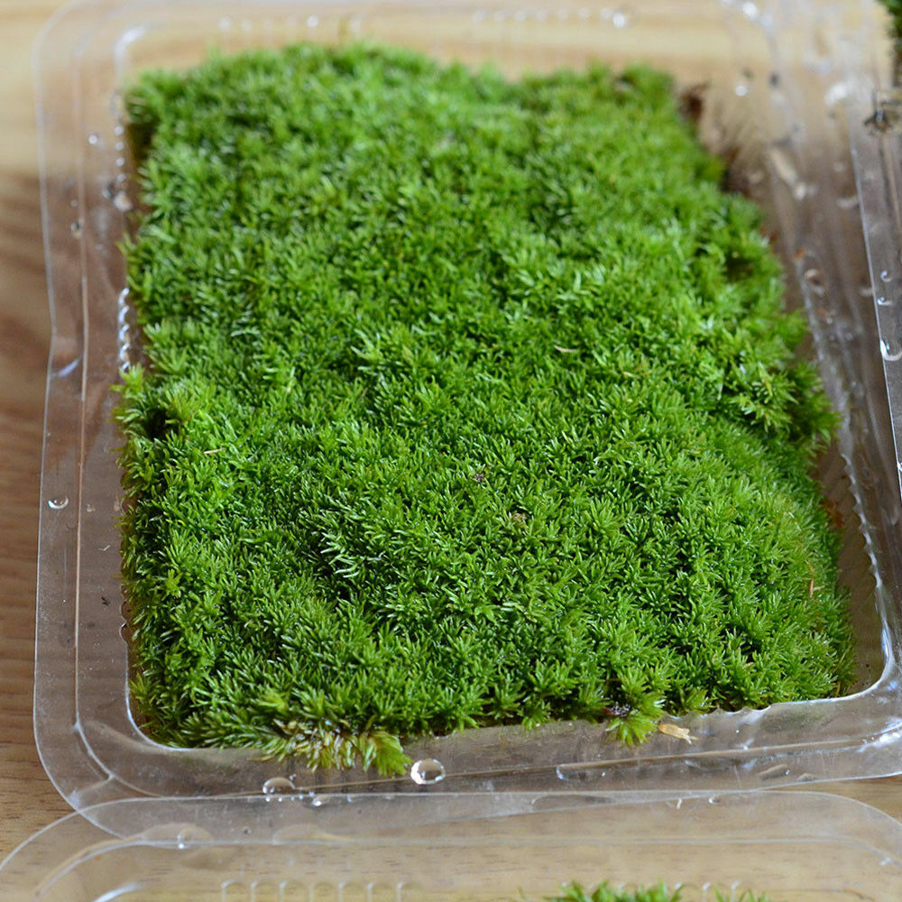 Natural Reindeer Moss Preserved Dried Craft Flower Stamen Decoration