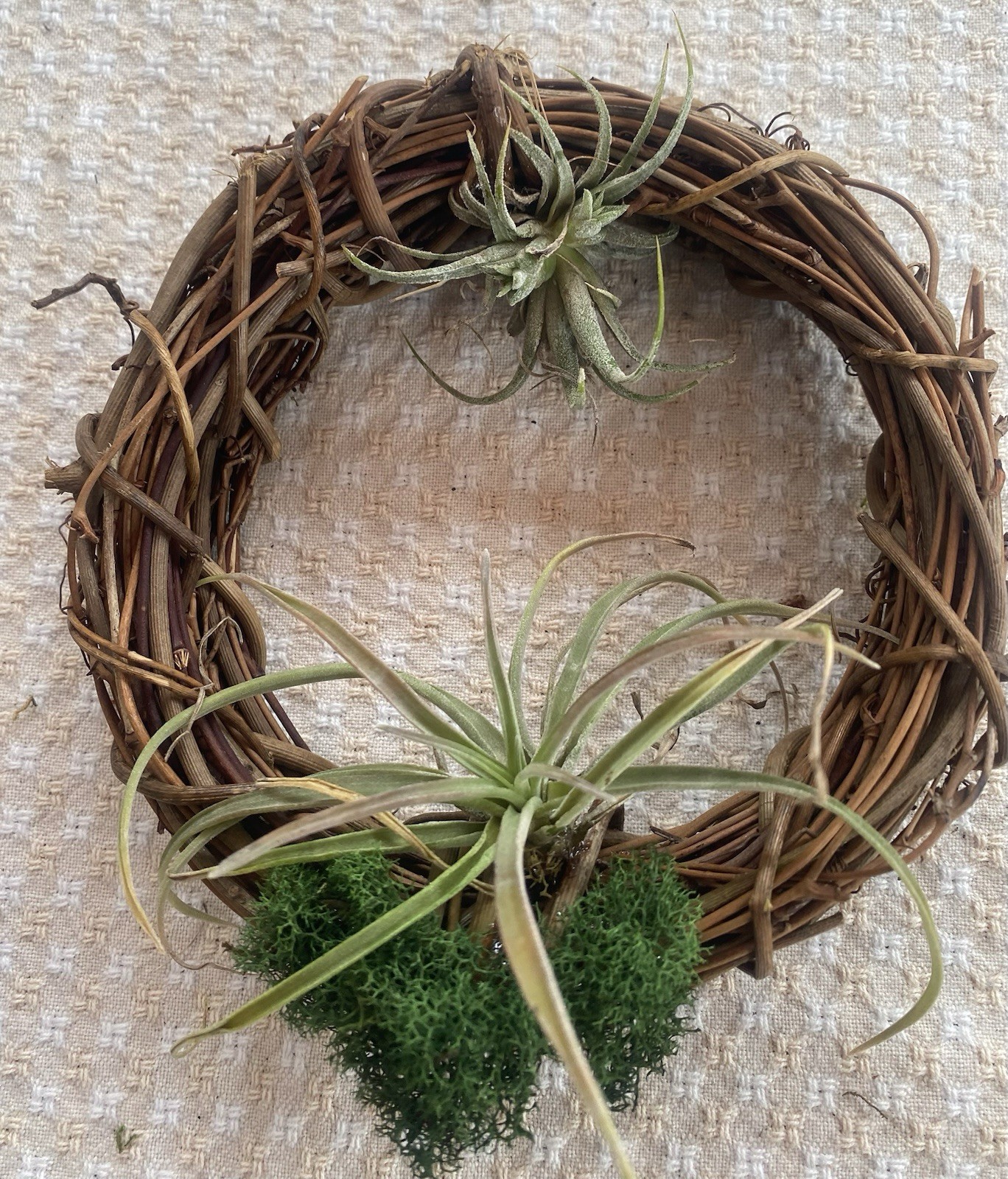 Air Plant, Preserved Moss Wall Art, Live Plants On Wreath, Festive