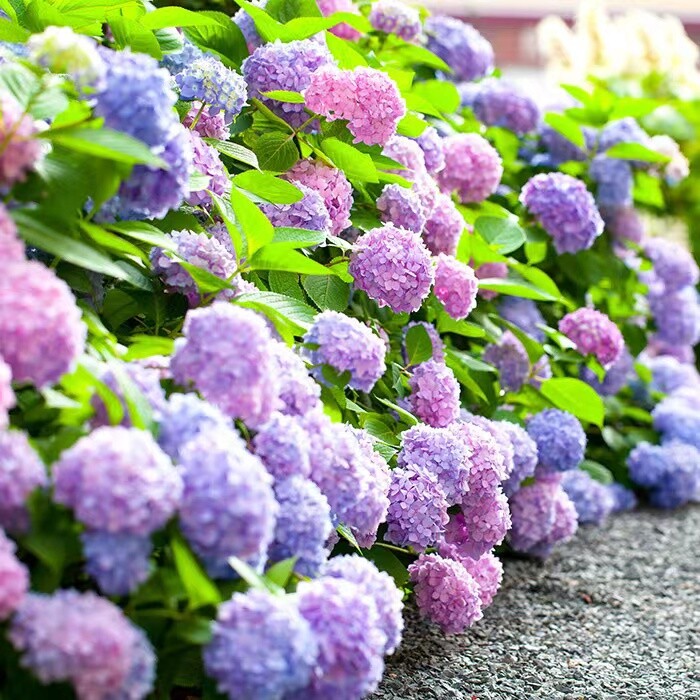 (10) HYDRANGEA SEEDS rare exotic flower bloom garden plant USA SELLER W/TRACK