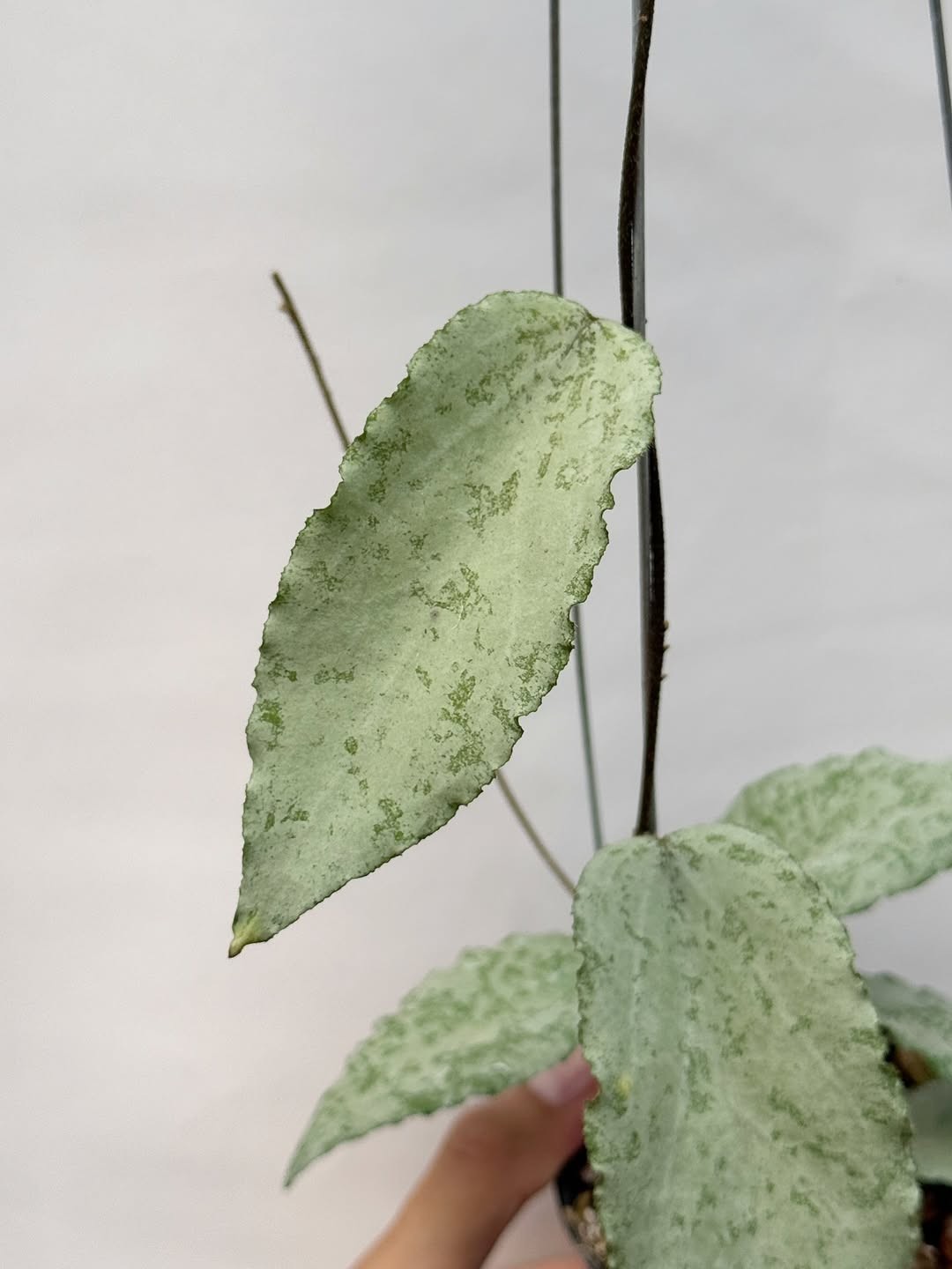 HOYA CAUDATA SILVER SPLASH SP ACEH Real Picture Rare Plant