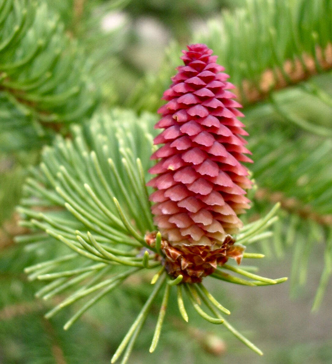 Picea omorika – Serbian spruce