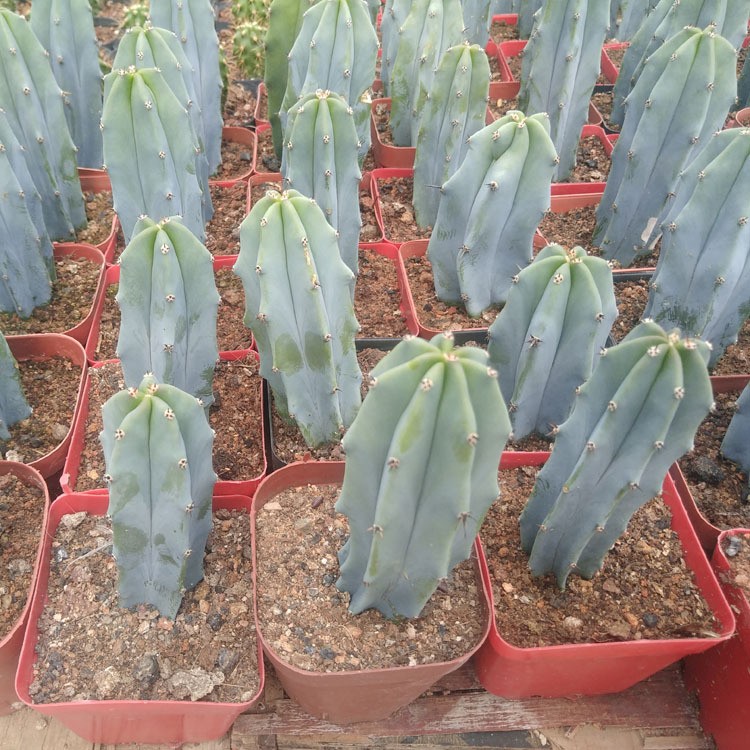 Myrtillocactus Geometrizans Cactus Succulent Plants Variegated Plants USA