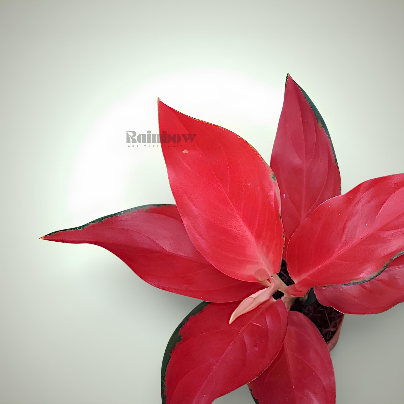 Aglaonema RHCP Red Ayu Ornamental Plant