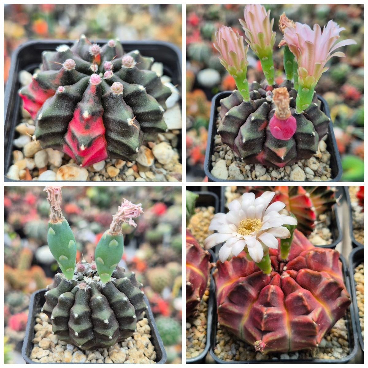 Gymnocalycium mihanovichii ‘inermis’ f.variega x ‘Day Dream’ hybrid 10seeds 2025