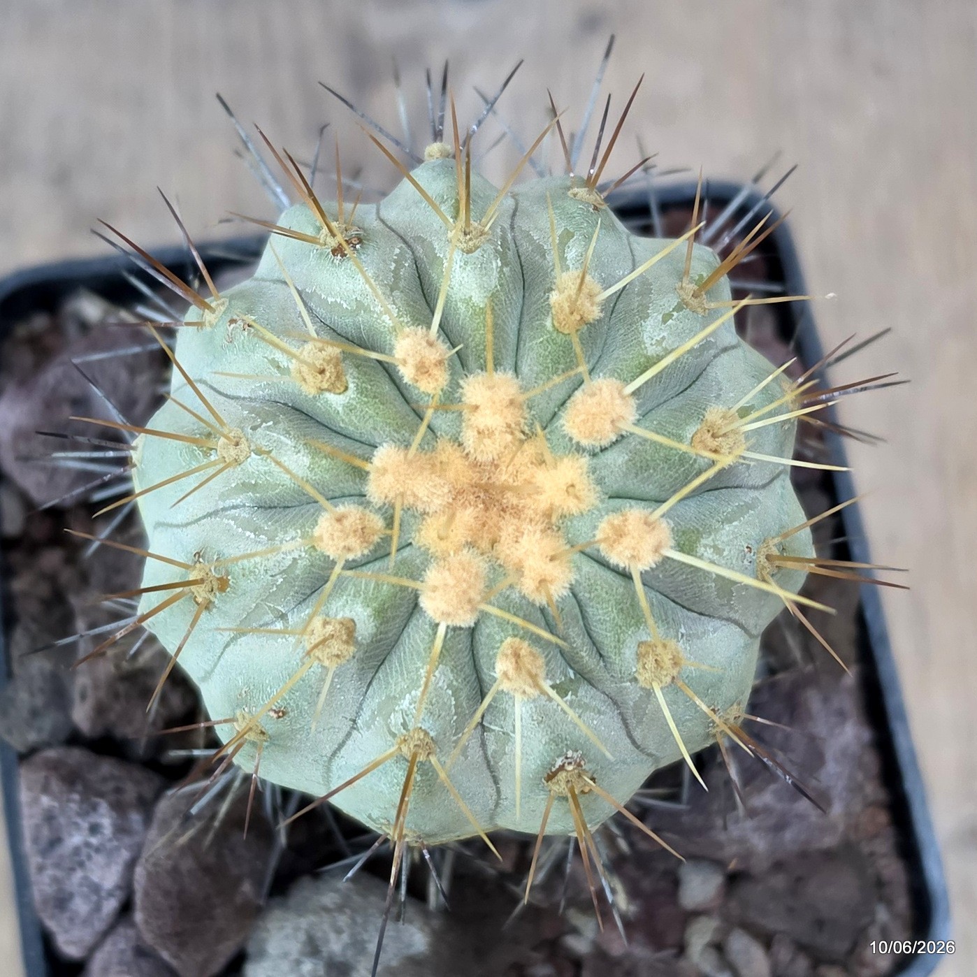 D3269 COPIAPOA HASELTONIANA pot10-H9-W7 cm MaMa Cactus
