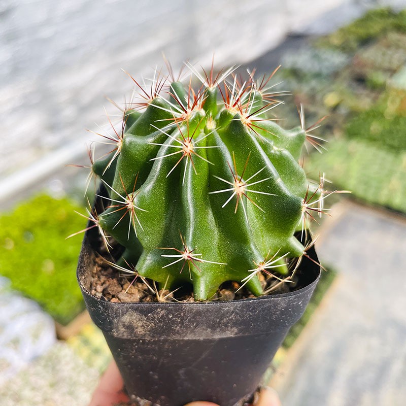 Succulent Plants Cactus Ball Live House Plants for Home Office Garden Decor