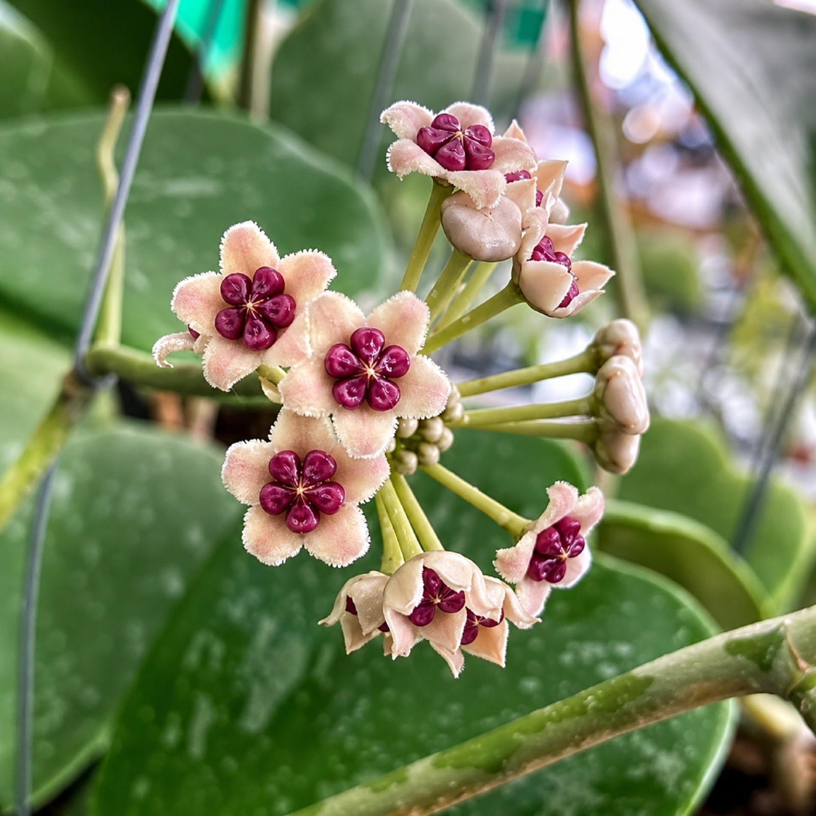 Hoya Kerrii Splash Live Rare Silver Splash Sweetheart Hoya Exotic