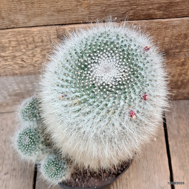 D5885 MAMMILLARIA HANIANA OLD pot18-H23-W24 cm MaMa Cactus