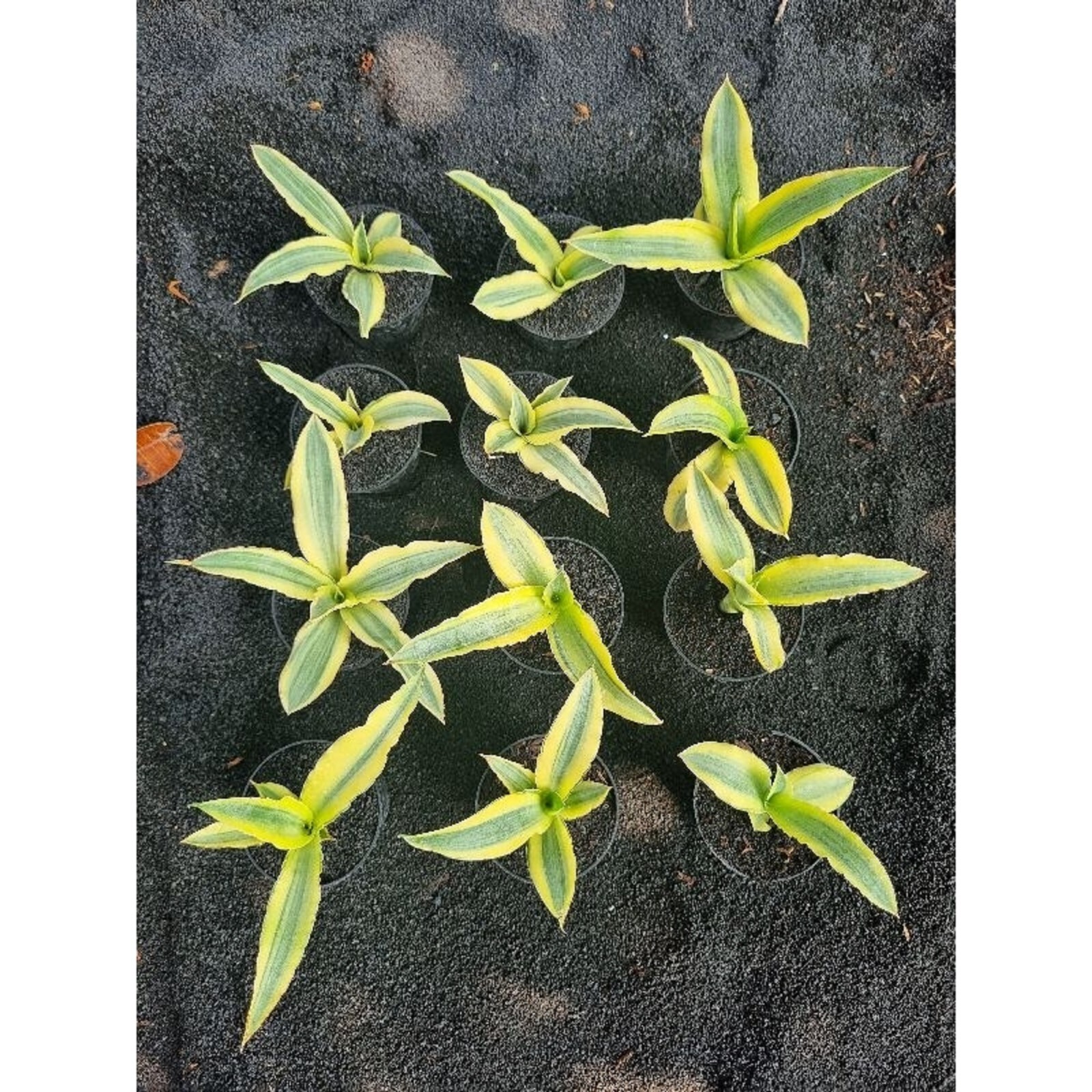 Sansevieria Katana Variegated Rare Unique Snake Plant