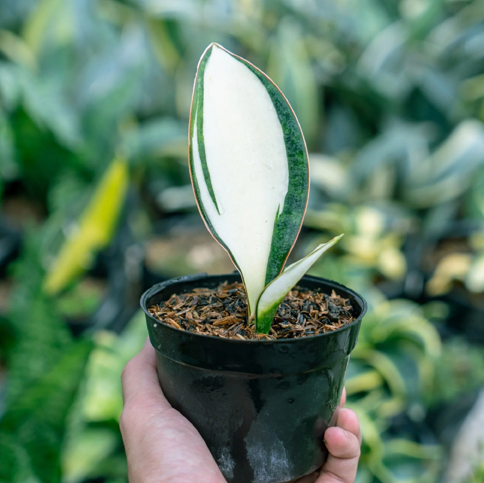 Sansevieria Masoniana Mediopicta Rare Unique Snake Plant