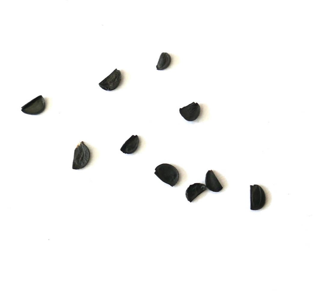 Agave stricta var. echinus SEEDS – Hedgehog Agave | Spiny Globe Agave