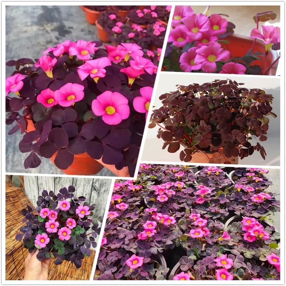 12 Purple Shamrock Bulbs Oxalis Triangularis for Planting, Flower