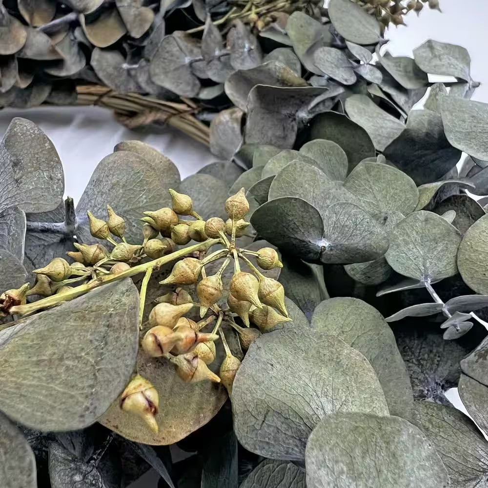 12 In. Non Artificial Preserved Eucalyptus Leaves Wreath