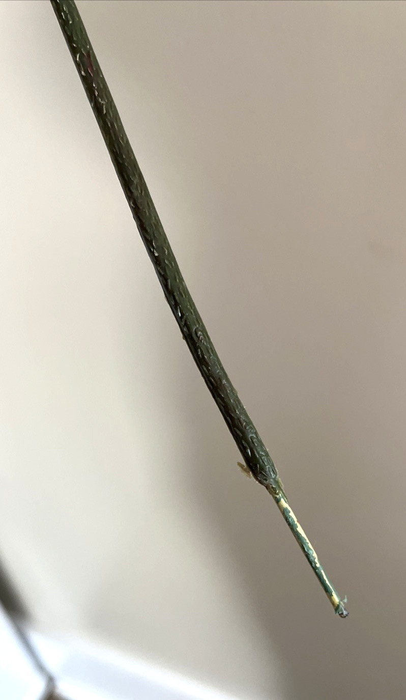 NEW Set Of 2 Large Realistic Artificial Plastic Juniper Pine Branches 24″ Green