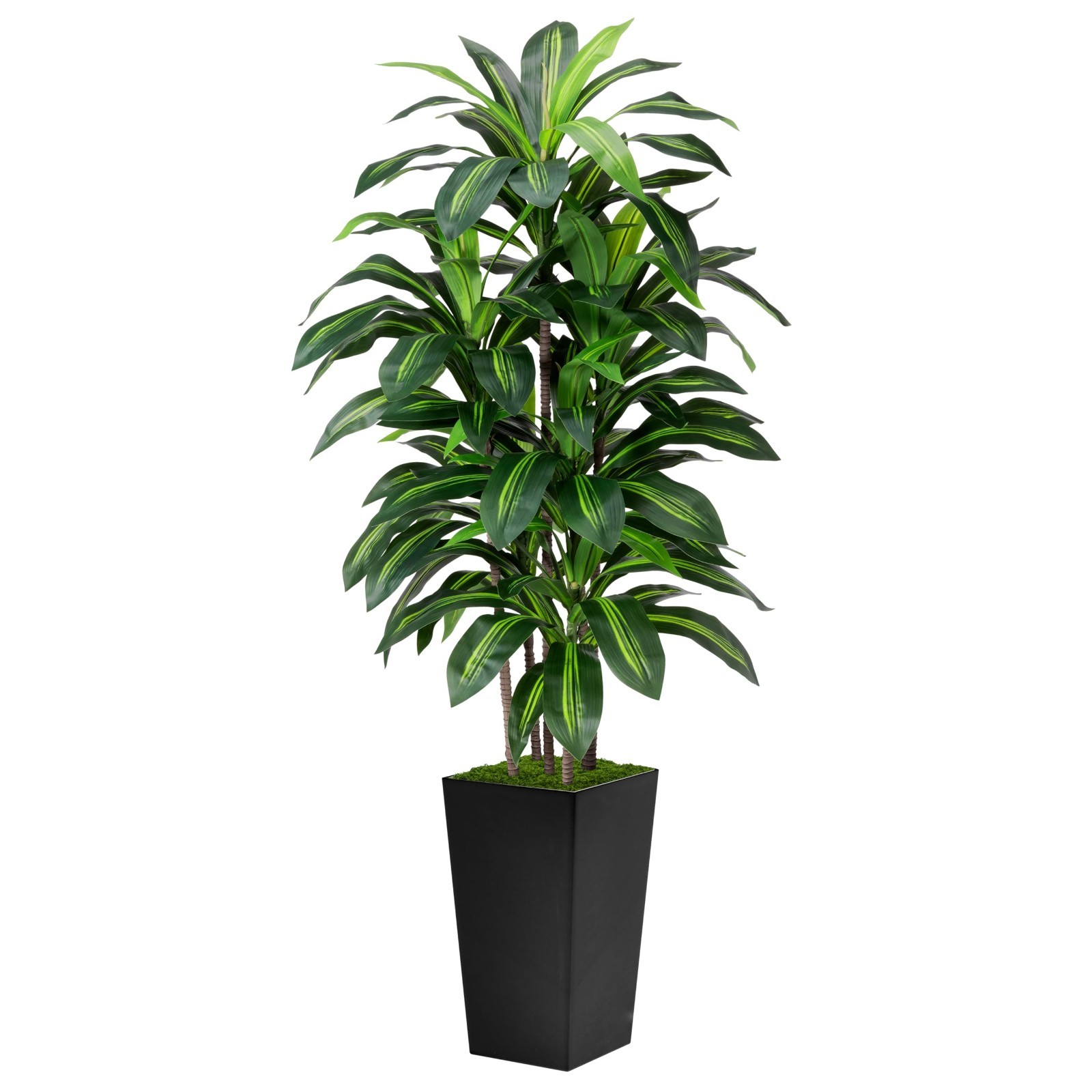 NOVAROOT 6FT Tall Olive Trees Artificial Indoor Faux Natural Wood Trunk Lifeli