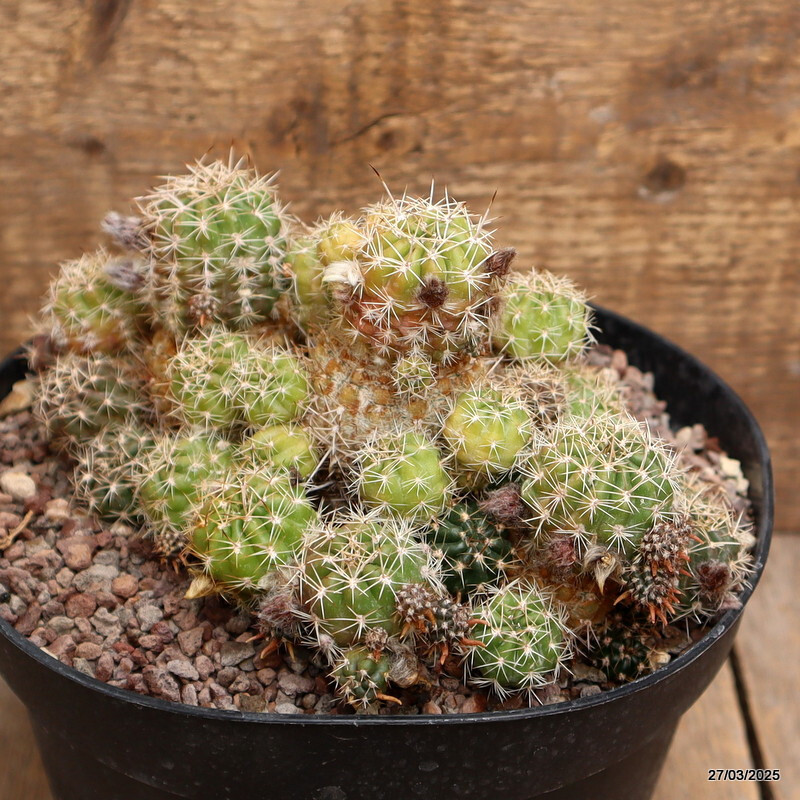 A9963 GYMNOCALYCIUM SP. pot18-H11-W19 cm MaMa Cactus