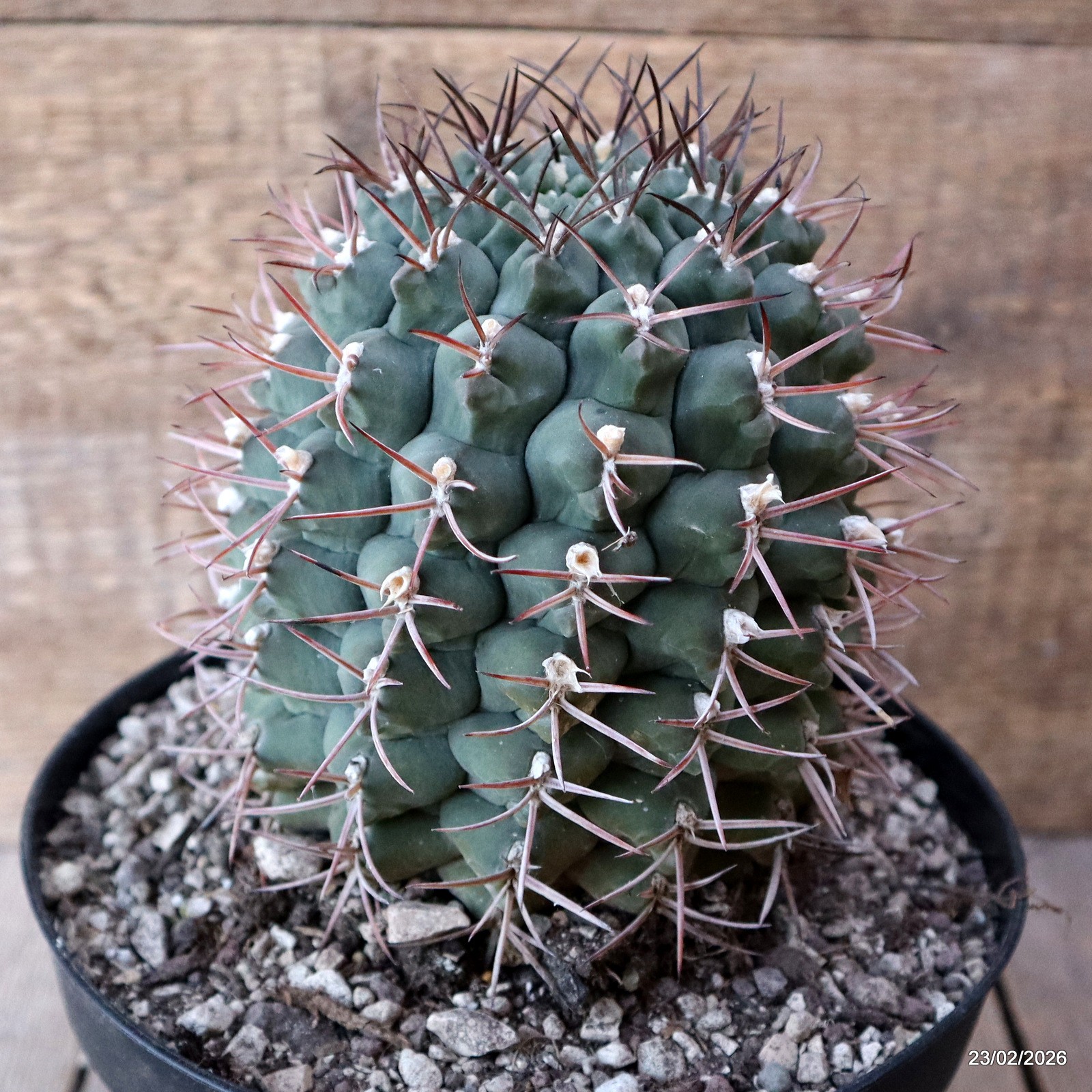 D7841 GYMNOCALYCIUM SCHICKENDANTZII PATQUIA pot18-H15-W11,5 cm MaMa Cactus