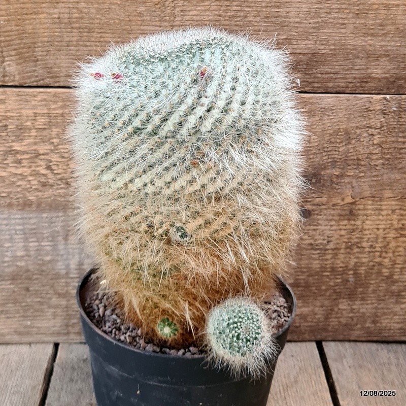 D5885 MAMMILLARIA HANIANA OLD pot18-H23-W24 cm MaMa Cactus