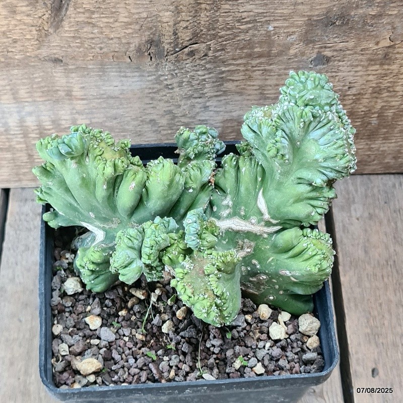 D5762 MYRTILLOCACTUS GEOMETRIZANS CRESTED pot14-H13-W16 cm MaMa Cactus