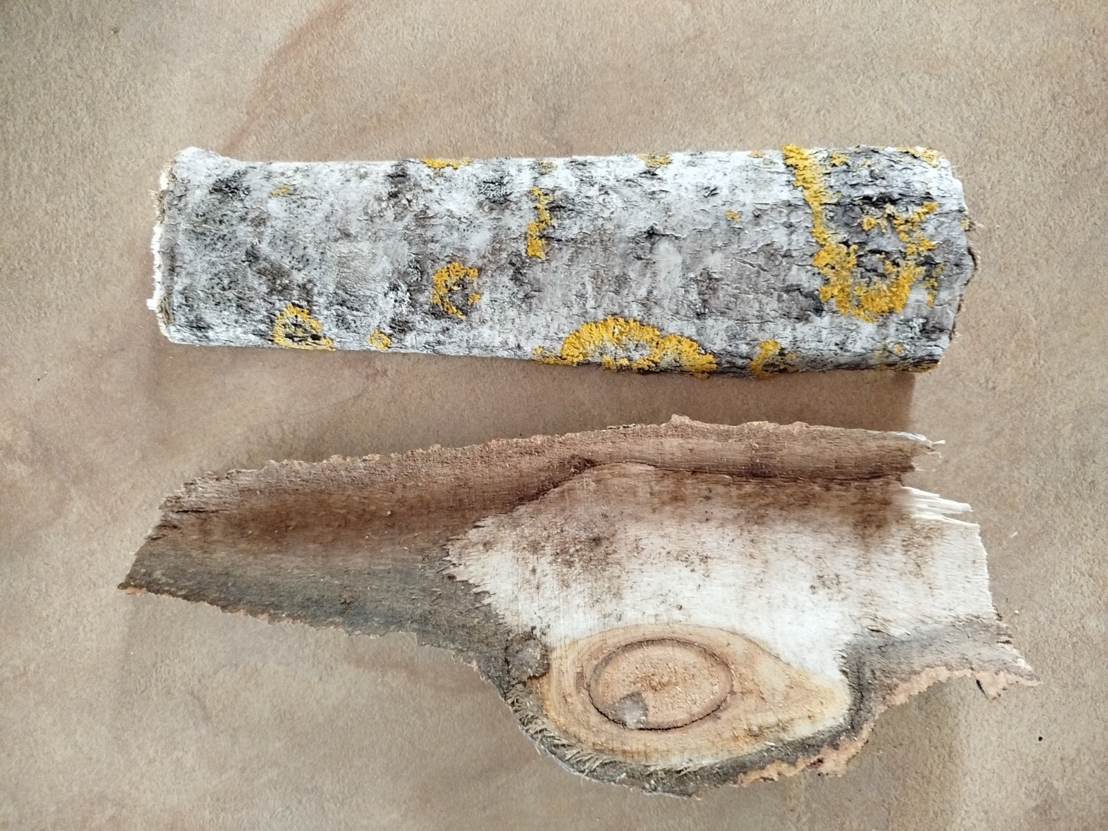 2x large Aspen bark 2026 organic natural dried Populus tremula Eco for Terrarium