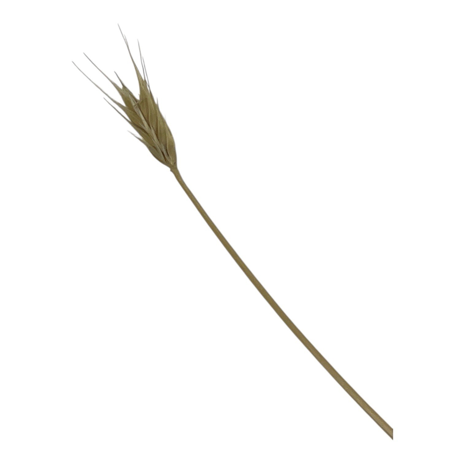 Dried Foxtail Grass Bundle: Rustic Floral Arrangement Supply in Natural Color